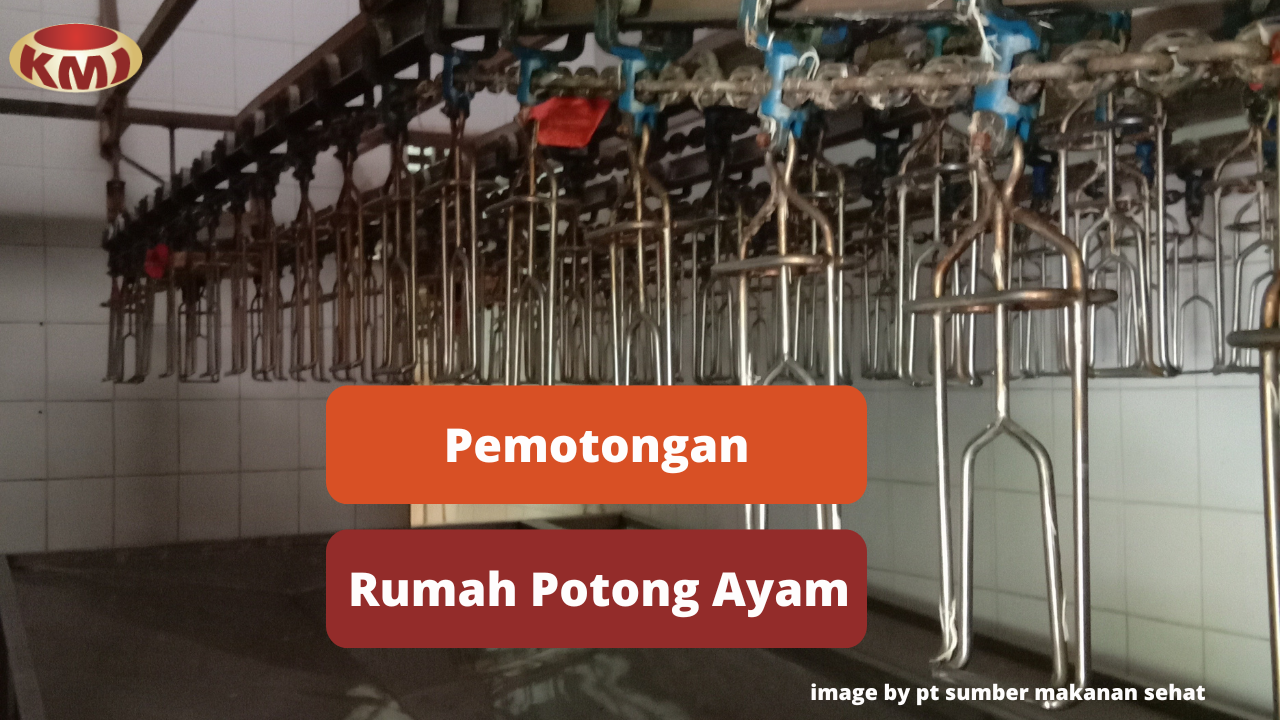 Berikut Ini 7 Tahapan Pemotongan Ayam di Rumah Potong Ayam